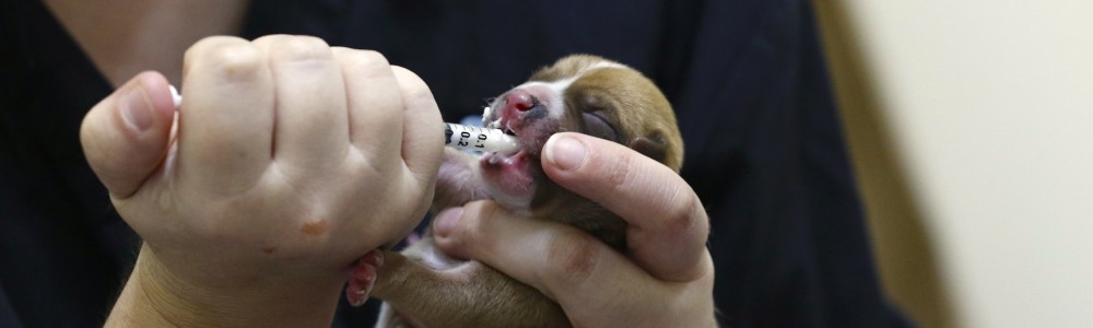 Newborn puppy receiving medication from a pets without vets volunteer