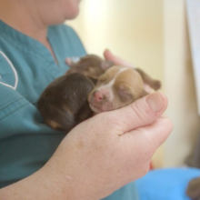 Volunteer holds newborn puppies